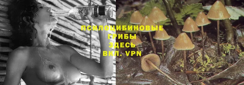 Галлюциногенные грибы Magic Shrooms  hydra   Томск 